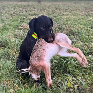 Schleppwild Feldhase groß