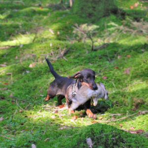 Kaninchen klein - Schleppwildexpress