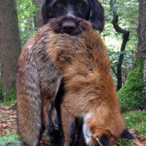 Schleppwild Fuchs