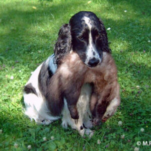 Schleppwild Marder